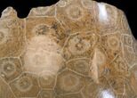 Polished Fossil Coral Head - Morocco #35372-1